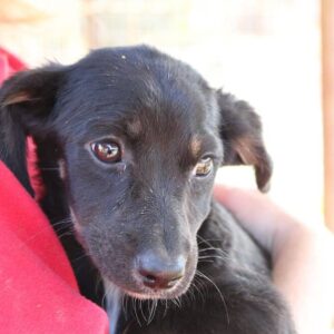 RANDY - auf Pflegestelle in PLZ 5 *vermittelt*