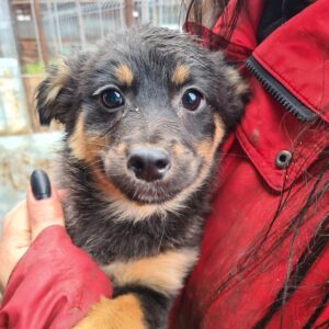 ANNI - auf Pflegestelle in PLZ 97 *vermittelt*