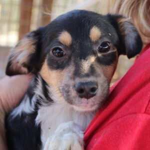 ALONSO - reserviert TH Wannigsmühle vermittelt