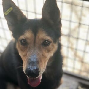 CALLISTO - reserviert Manuela vermittelt