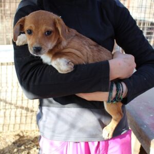 SELLA - auf Pflegestelle in PLZ 5 *vermittelt*