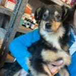 YAMIR - reserviert TST Rösrath - vermittelt