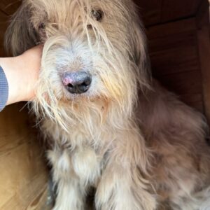 KYANA - Notfall: stark verfilzt, Hautprobleme, resigniert - vermittelt Manuela