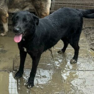 SHONDA (♀) - ausgereist zu Tiere in Not Odenwald e.V. (PM)