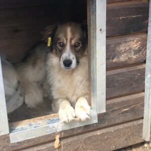 REINA - ausgereist zum TST Rösrath