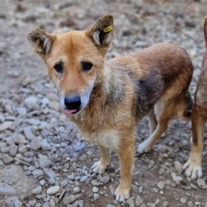 LISICA - reserviert Lika Schneider vermittelt