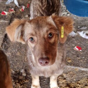 SHEA - auf PDR PS im PLZ Bezirk 15 - vermittelt