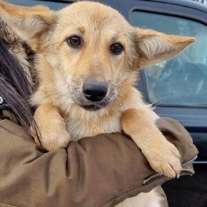 IWA - reserviert für Tierhilfe Lebenswert DR (16.01.) - vermittelt