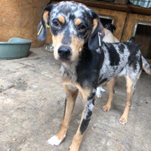 LIVIA - reserviert TH Koblenz vermittelt