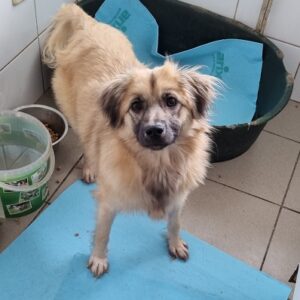 SHANTI - reserviert TH Koblenz vermittelt