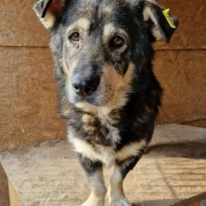 DONN - reserviert IH DR 01.11. - vermittelt