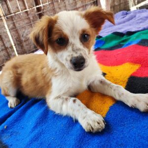 ALIENA - reserviert JW vermittelt