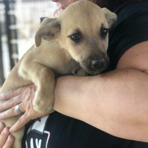 SANDI - reserviert TH Limburg vermittelt