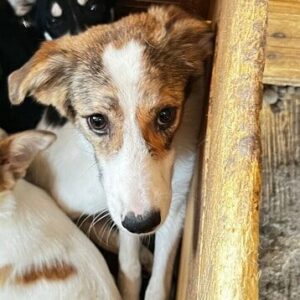 AISLINN - auf PDR PS im PLZ Bezirk 21 - vermittelt