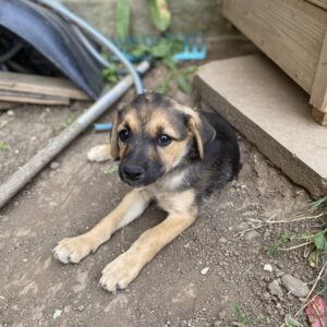 FRANJA - von ihrer rumänischen Pflegestelle adoptiert