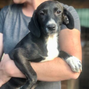 JOLINE - reserviert TST Rösrath - vermittelt