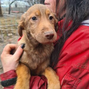 TIMMI - reserviert Hundescheune Fläming - vermittelt