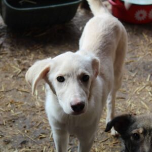 MAJE - reserviert LS vermittelt