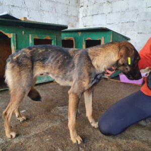 EDITH - Notfall - Mobbingopfer - reserviert Tierhilfe Lebenswert DR 13.11. - vermittelt