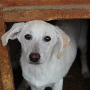 BLANCA - reserviert Tierhilfe Lebenswert - vermittelt