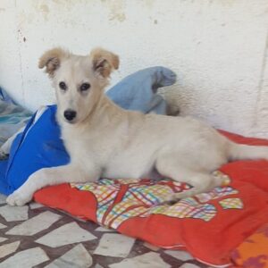 FINJAN (*LORD) - nicht länger unter der Obhut von Mihaela/PDR