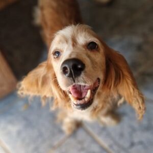 LEANA - ausgereist zum TST Rösrath