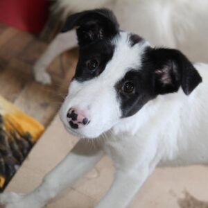 ELENYA - reserviert Tierhilfe Lebenswert DR 13.11. - vermittelt