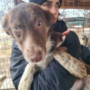 LUNTE - reserviert Alexandra - vermittelt