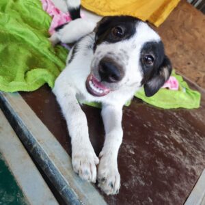 RONJA - auf Pflegestelle in PLZ 9 (vermittelt)