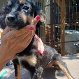 SAMIRA - auf PDR PS im PLZ Bezirk 21 - vermittelt