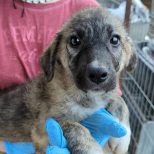 FRANJO - RBB 09/2022