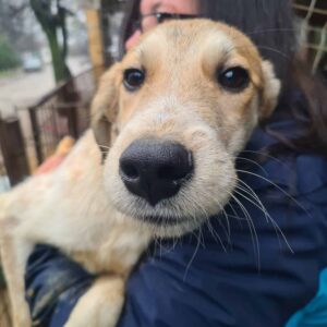 BIJAN - zu dünn - reserviert TH Filderstadt - vermittelt