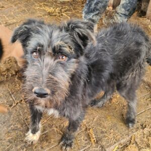 BABUSCHKA - reserviert CD - vermittelt