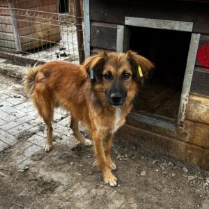 TIMMI - vermisst 11/24