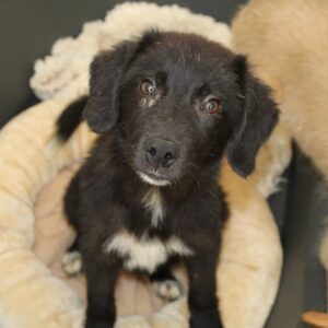 FREYA - reserviert Tierhilfe Lebenswert (17.11.) - vermittelt