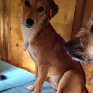 VELLA - reserviert für Tierhilfe Lebenswert vermittelt