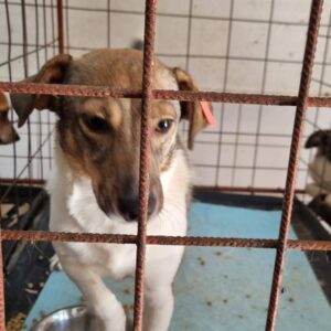 SUNNI - reserviert TH Lingen vermittelt