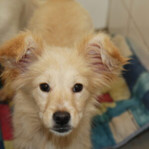 NORMA-JEAN - reserviert Tierhilfe Lebenswert DR (11.05.) - vermittelt