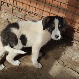 HORST-GÜNTHER - sollte schnellstmöglich ausreisen - reserviert TH Koblenz - vermittelt