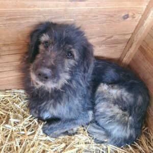 HORST - vermisst 04/2023