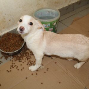 SHAMSI - sollte zeitnah ausreisen - reserviert Tierhilfe Lebenswert DR 05.11. - vermittelt