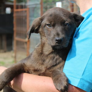 CORAZON - reserviert JW vermittelt