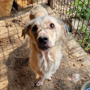 HIKARI - Hautprobleme, zu dünn - auf PDR PS im PLZ Bezirk 63 - vermittelt