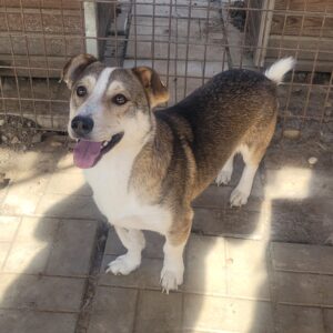 LEFFY - reserviert TST Rösrath - vermittelt