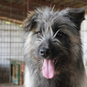 ISKO (♂) vermittelt MH