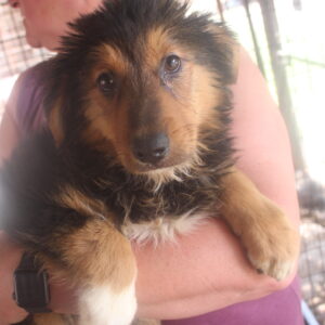 FRICKA - reserviert 4animals vermittelt