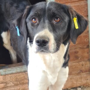 MALIKE - sehr dünn, kommt wohl nicht gut an Futter - ausgereist zur Arche Noah