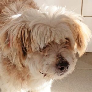 LINO - reserviert TST Rösrath vermittelt