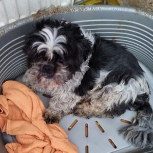 MICAN - reserviert Tierhilfe Lebenswert DR (31.08.) - vermittelt