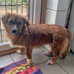 NINA - reserviert TST Rösrath vermittelt